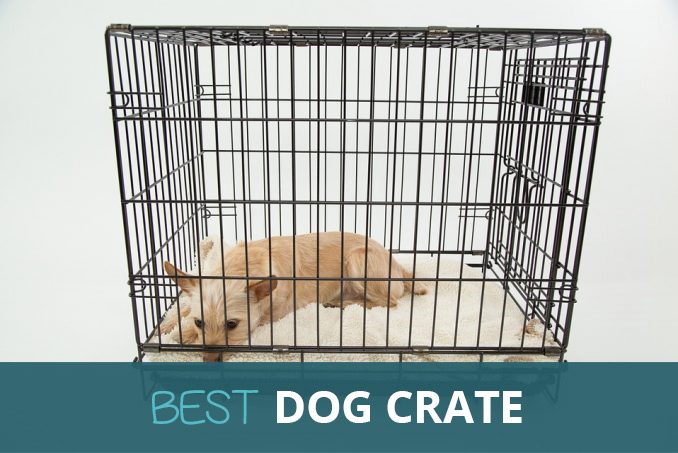 best dog crate