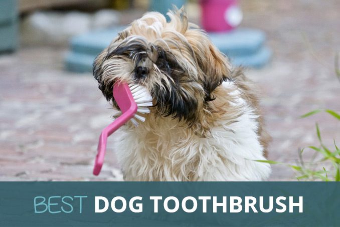 Best Dog Toothbrush: Dental Care Kit: Buy Online in UK