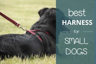 best small dog harness