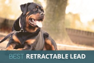 The Best Retractable Dog Lead in UK: Buy on Amazon