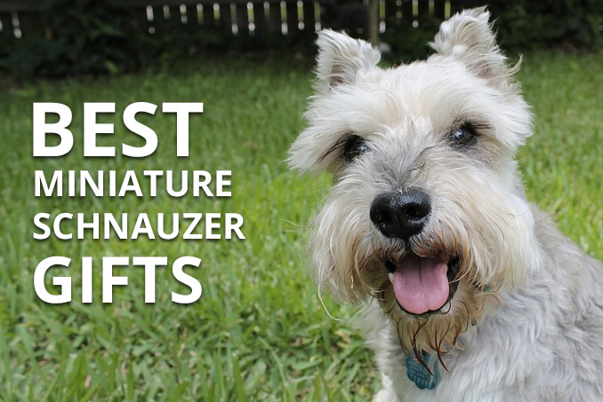 miniature schnauzer items