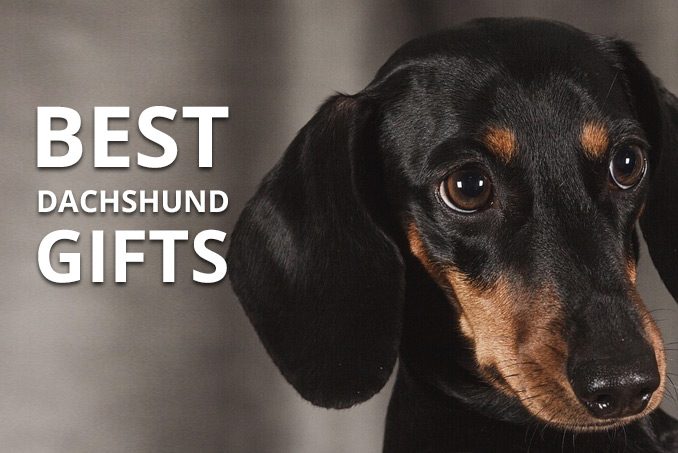 best dachshund gifts