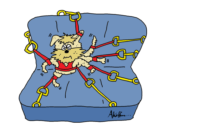 Best Dog Car Harness 2024 for Safe & Comfortable Travel