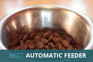 best automatic dog feeder