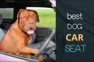 best dog car seat