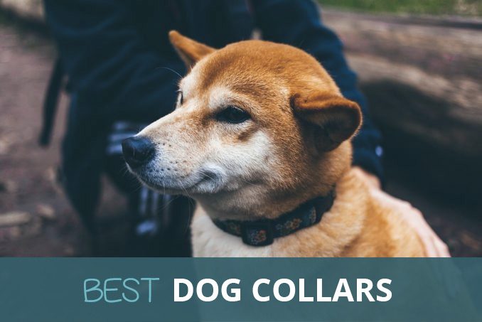 best puppy collars uk