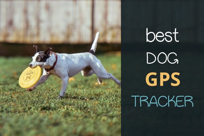 best dog gps tracker