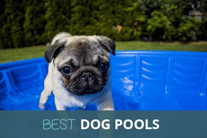 best dog pools