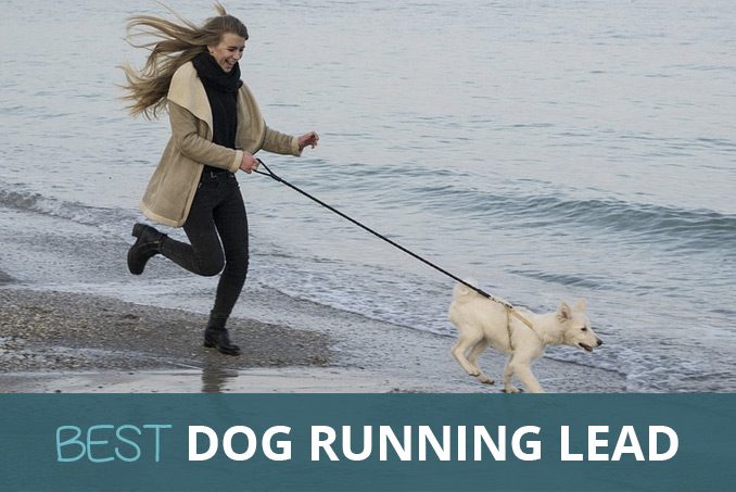 best leads for dogs that pull uk