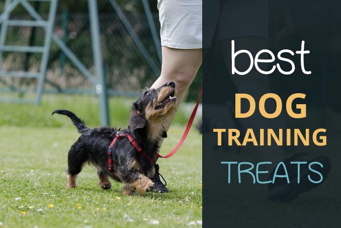 best dog training treats