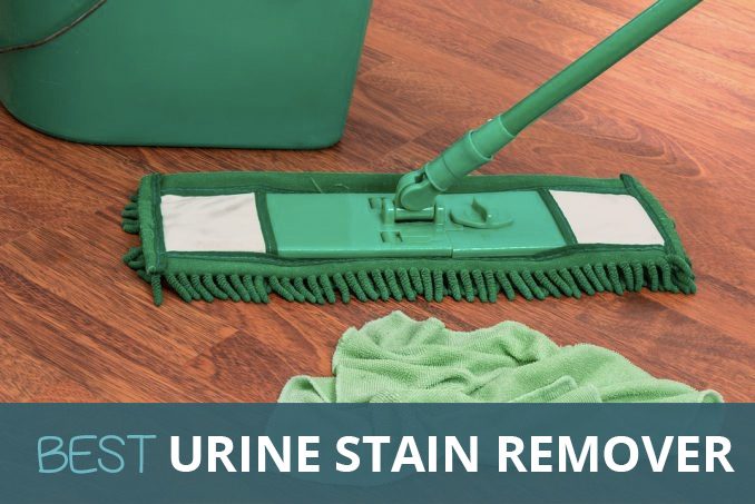 best dog stain urine remover