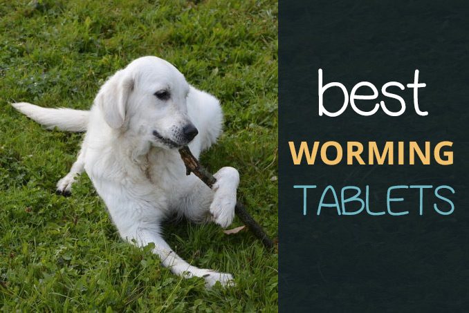 Buy Dogs Puppies Worming Tablets for Tapeworms on Amazon UK