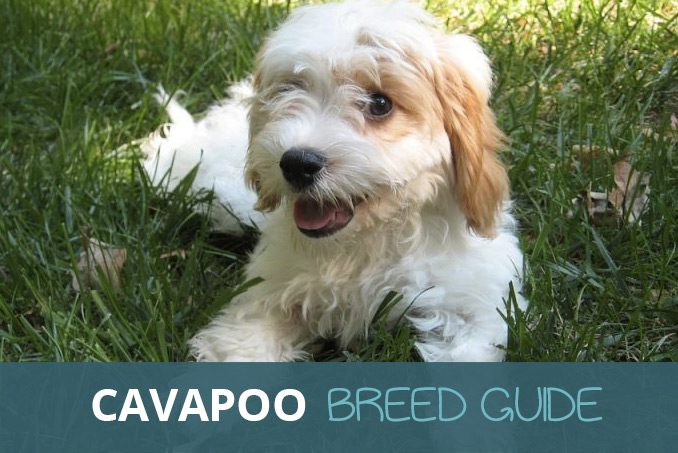 cavapoo