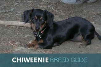 Chiweenie Breed Guide