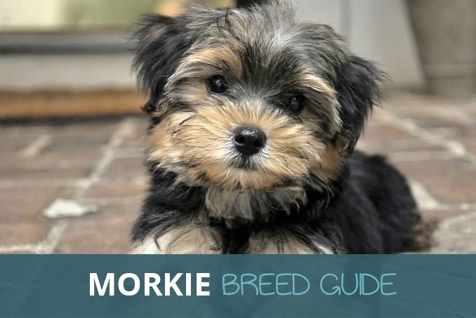 Morkie breed guide