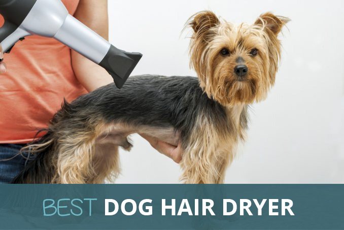 Buy on Amazon UK: Best Hair Dryers for Pet Dog Grooming