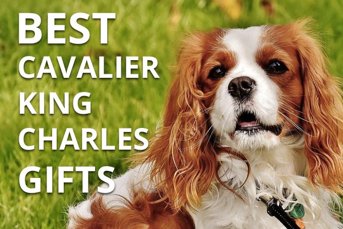 cavalier king charles spaniel items