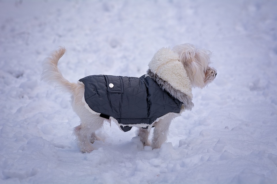 Waterproof Dog Coats with Chest and Belly Protection