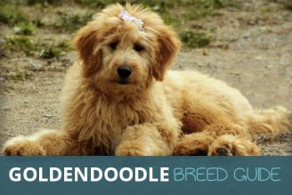 goldendoodle