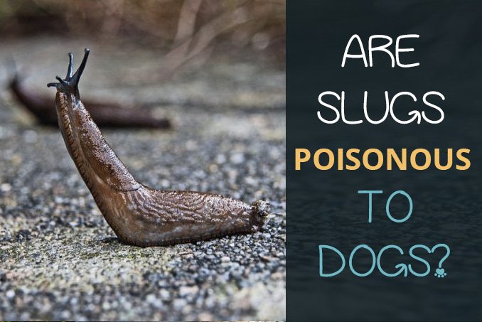 are slugs Poisonous to dogs