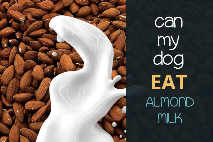 unsweetened almond milk for dogs