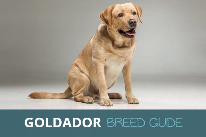 goldador breed guide