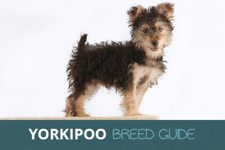 yorkipoo