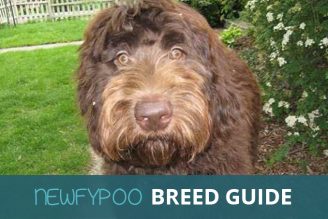 newfypoo breed guide