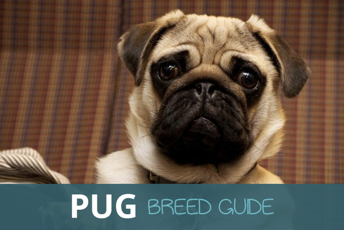 pug guide