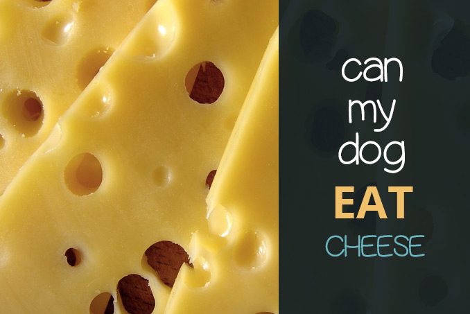 can dogs eat cheese