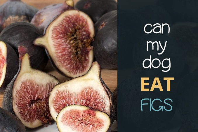 can dogs eat figs