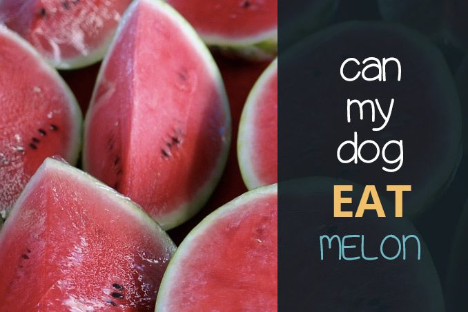 can dogs eat melon