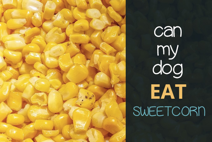 is sweet corn good for dogs