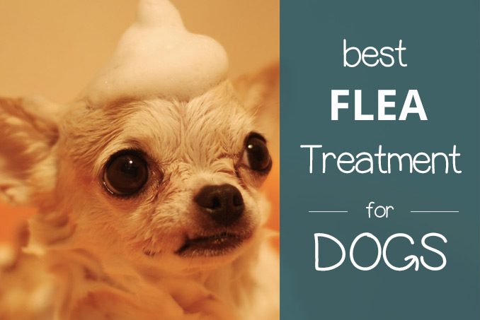 most effective flea treatment for dogs uk