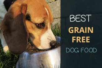 best grain free dog food