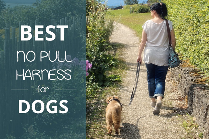 best no pull dog harness 2018