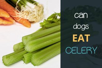 can dogs eat celery