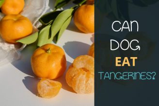 can dogs eat tangerines