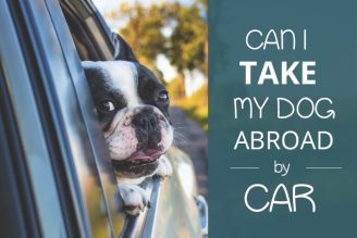 can i take my dog abroad by car