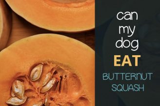 can dogs eat butternut squash