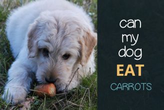 can dogs eat carrots