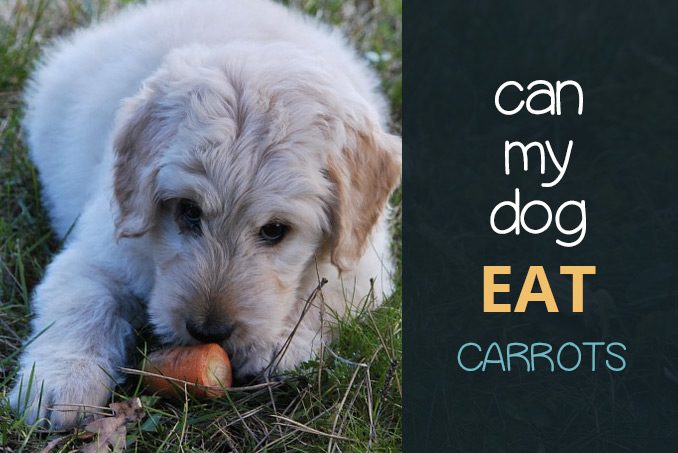 can dogs eat carrots