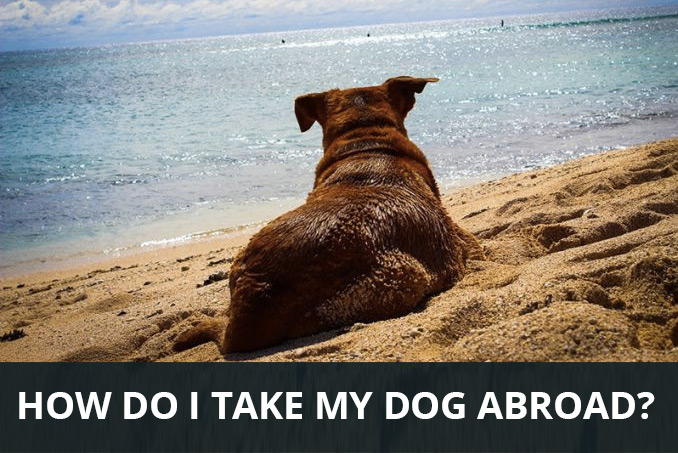 Can I Take My Dog Abroad? Pooching Around