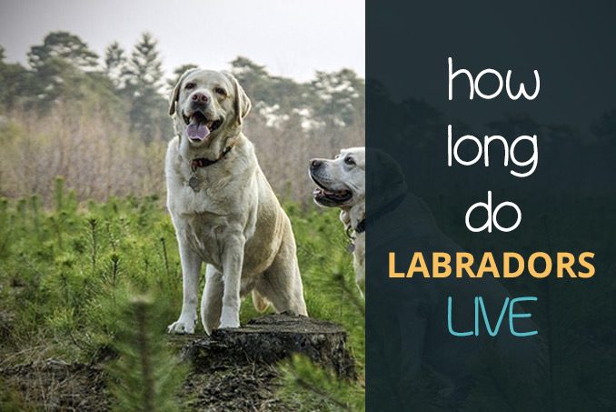 how long do labradors live