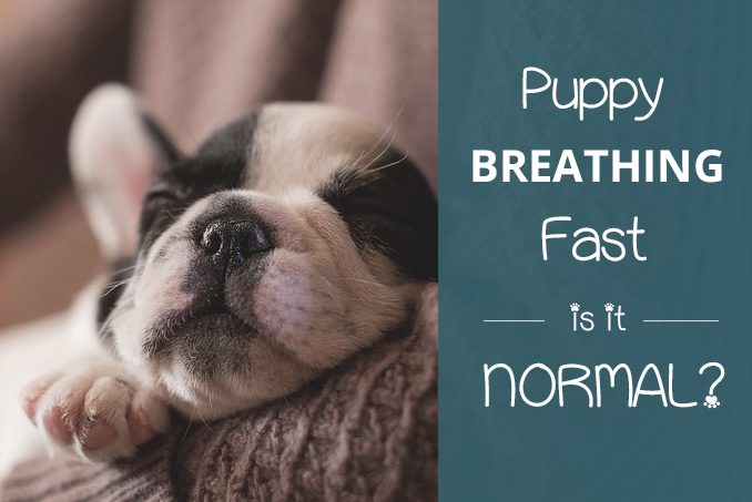 puppy breathing fast is it normal