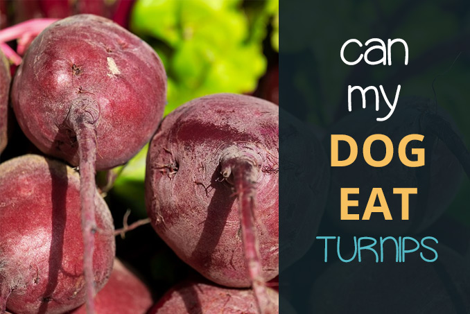 Can Dogs Eat Turnips Raw And Cooked Pooching Around