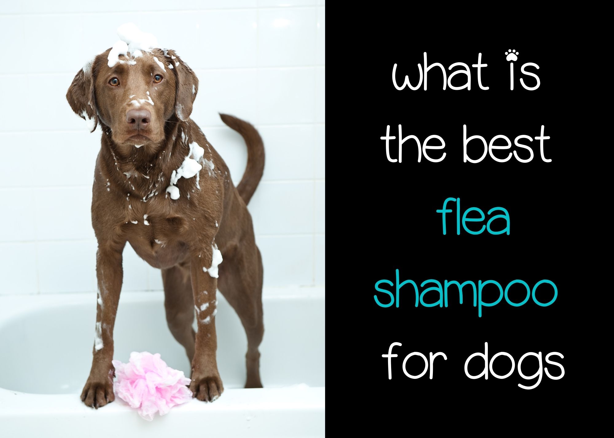 what is the best flea shampoo for dogs