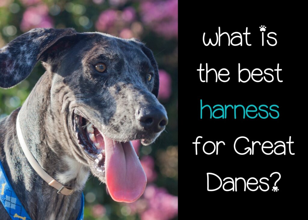 what is the best harness for Great Danes