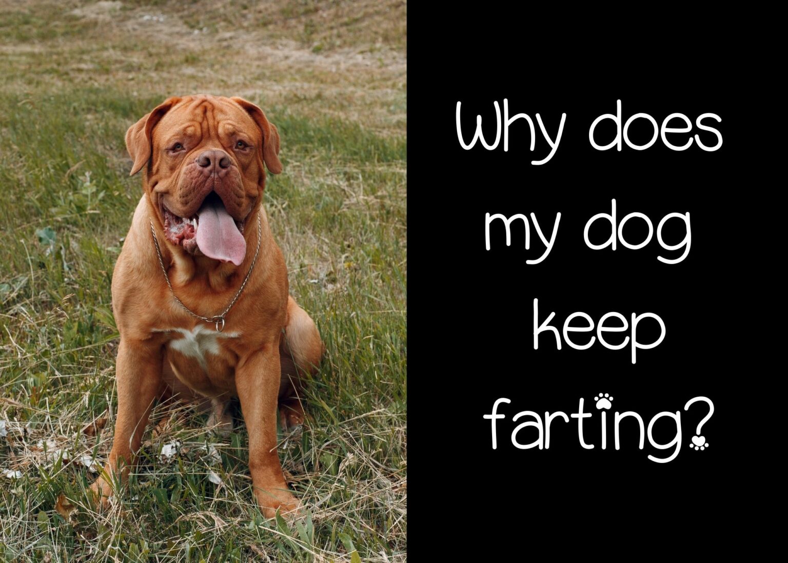 Why does my dog keep farting? Pooching Around