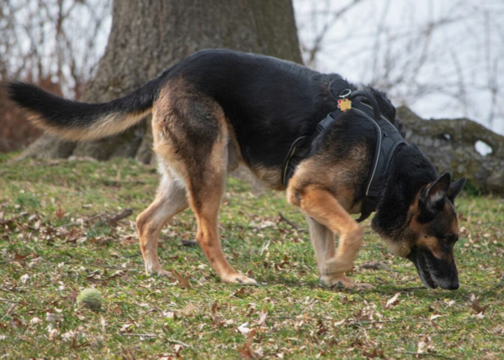 best harness for German Shepherds